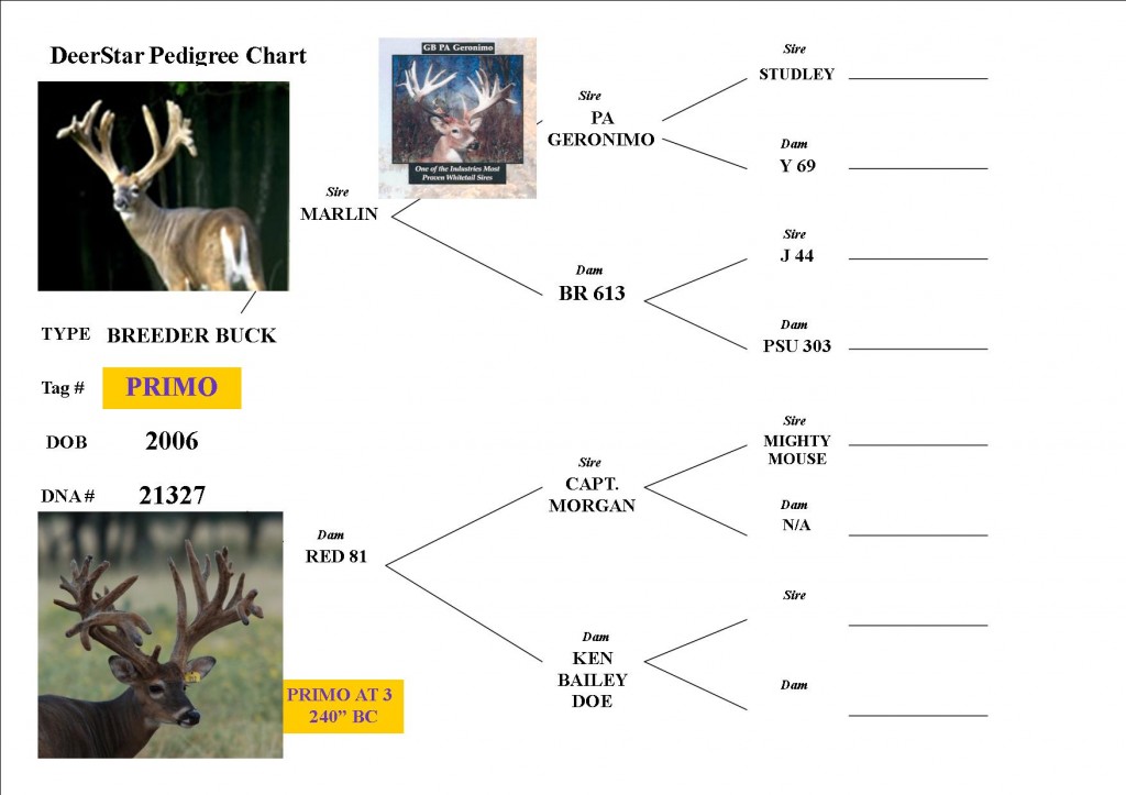 BREEDER BUCK PEDIGREE Primo