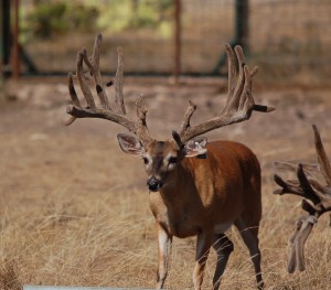 Prodigal Plus - Son of a Longhorn buck and a Prodigy Doe